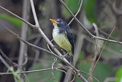 Black-and-white Tody-Flycatcher