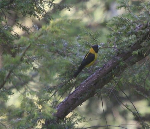 Black-and-yellow Grosbeak