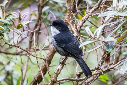 Black-backed Bush Tanager