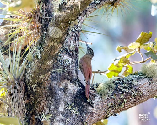 Black-banded Woodcreeper