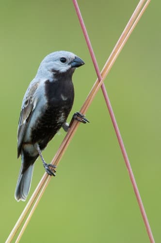 Black-bellied Seedeater