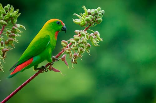 Black-billed Hanging-Parrot