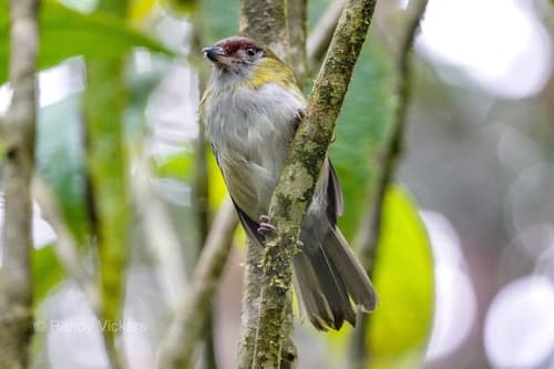 Black-billed Peppershrike