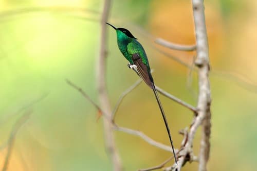 Black-billed Streamertail