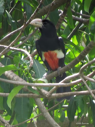 Black-breasted Barbet