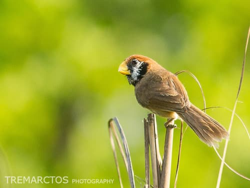 Black-breasted Parrotbill