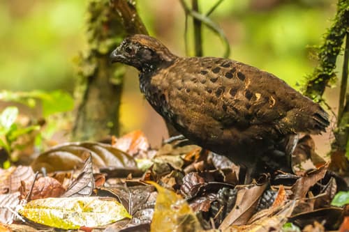 Black-breasted Wood-Quail