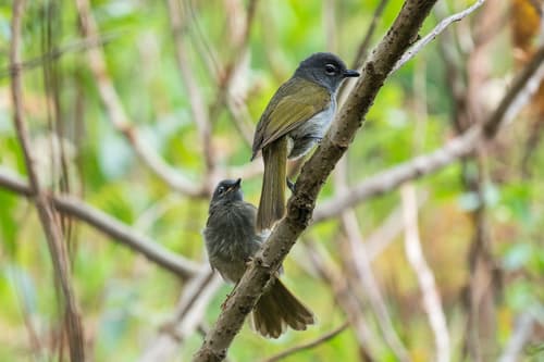 Black-browed Mountain Greenbul