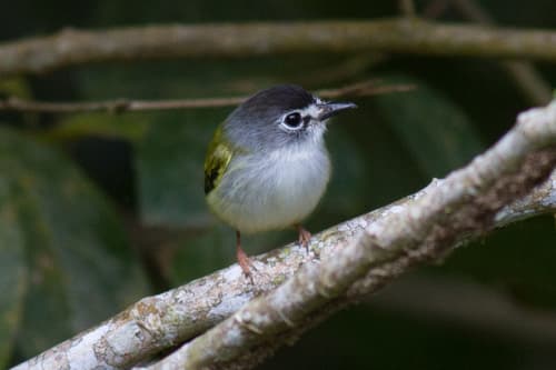Black-capped Pygmy-Tyrant