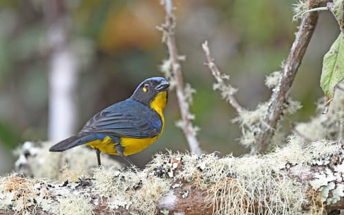Black-cheeked Mountain-Tanager