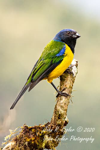 Black-chested Mountain-Tanager
