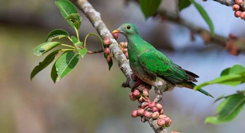 Black-chinned Fruit Dove