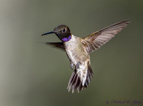 Black-chinned Hummingbird