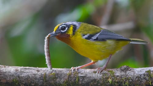 Black-eared Shrike-Babbler