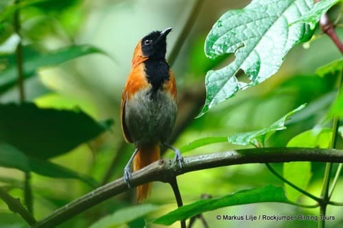 Black-faced Rufous-Warbler