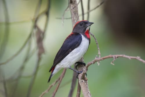 Black-fronted Flowerpecker