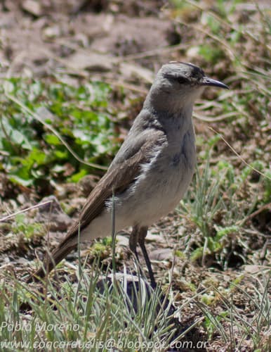 Black-fronted Ground-Tyrant
