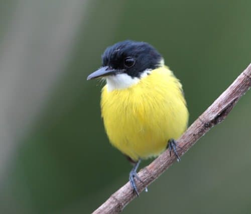 Black-headed Tody-Flycatcher