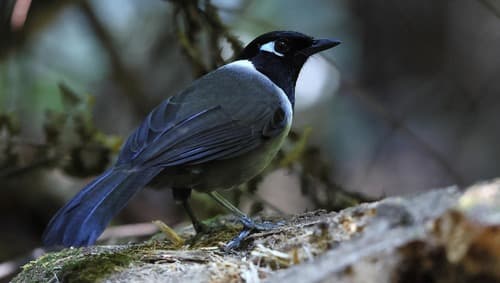 Black-hooded Laughingthrush