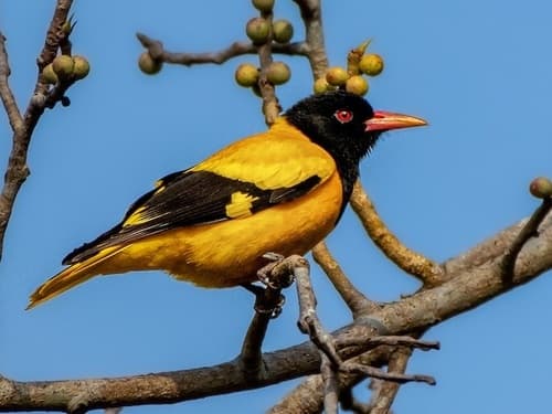 Black-hooded Oriole