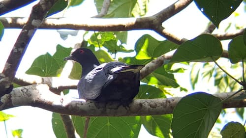 Black Imperial Pigeon