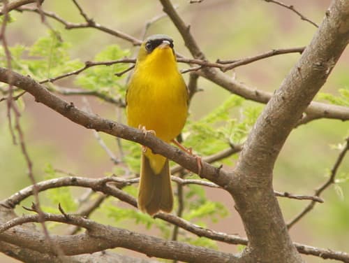 Black-lored Yellowthroat