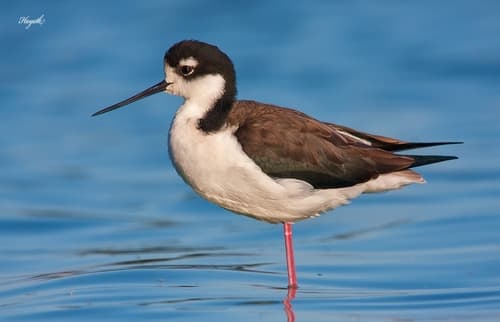 Black-necked Stilt