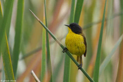 Black-polled Yellowthroat