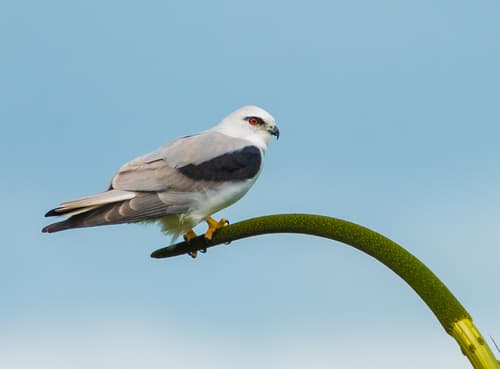 Black-shouldered Kite