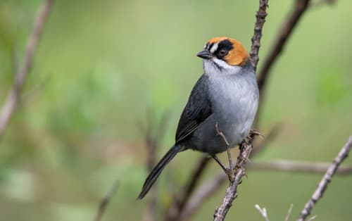 Black-spectacled Brushfinch