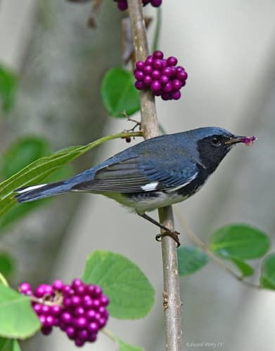 Black-throated Blue Warbler
