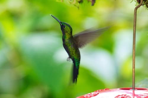 Black-throated Brilliant