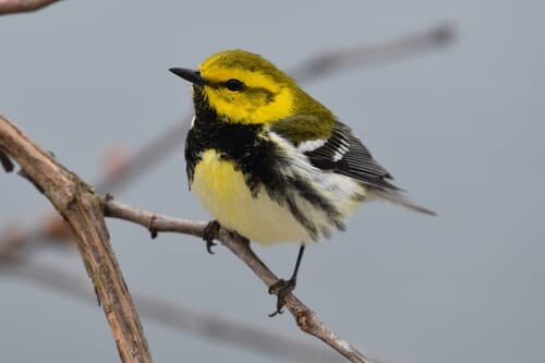 Black-throated Green Warbler