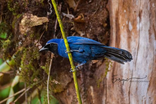 Black-throated Jay