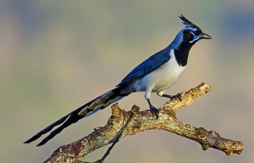 Black-throated Magpie-Jay