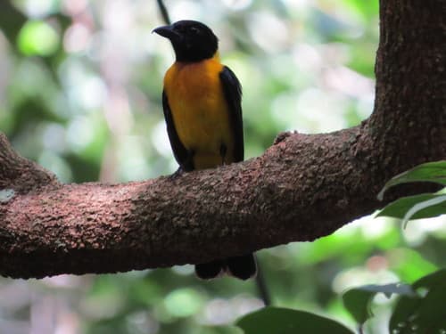 Black-throated Shrike-Tanager