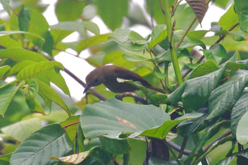 Black-throated Shrikebill