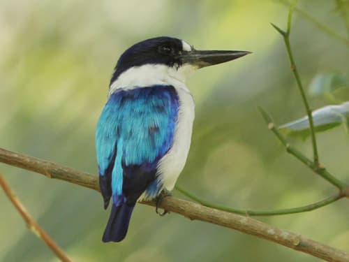 Blue-and-white Kingfisher