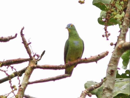 Blue-capped Fruit Dove