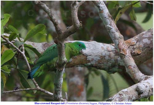 Blue-crowned Racquet-tail