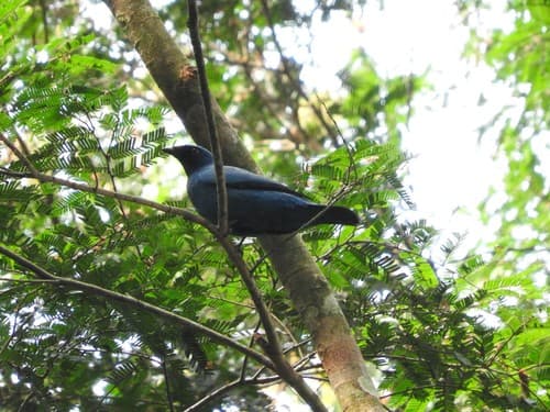 Blue Cuckooshrike