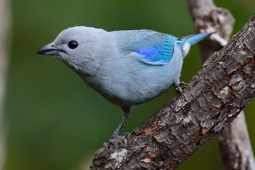 Blue-gray Tanager