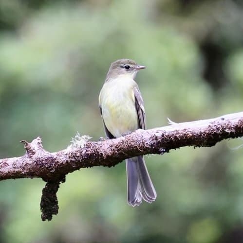 Blue Mountain Elaenia