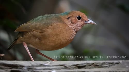 Blue-naped Pitta