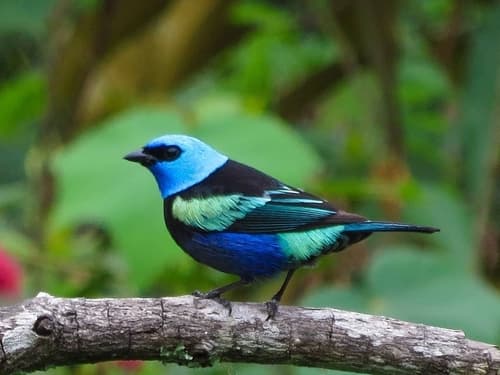 Blue-necked Tanager