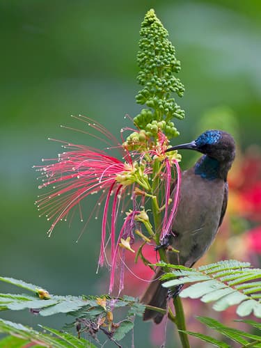 Blue-throated Brown Sunbird