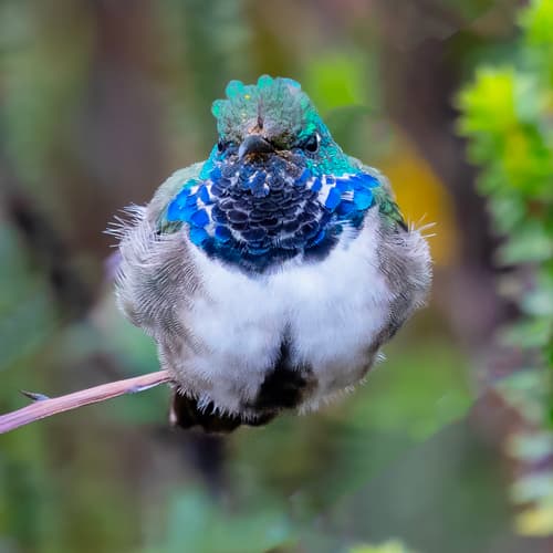 Blue-throated Hillstar