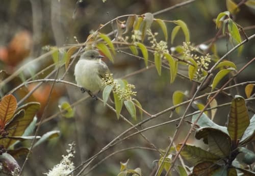 Bolivian Tyrannulet