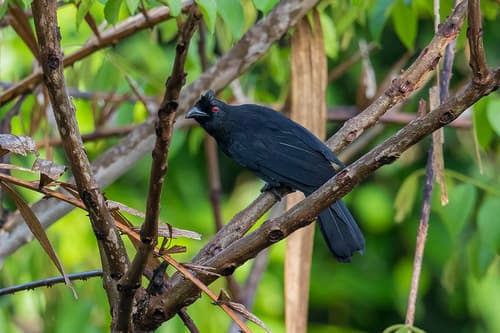Bornean Black Magpie