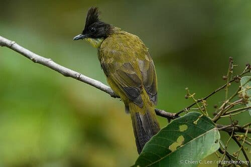 Bornean Bulbul